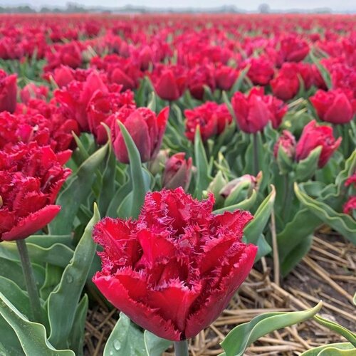 Fam. Flower Farm Fam. Flower Farm - Bloembol - Mix Passion