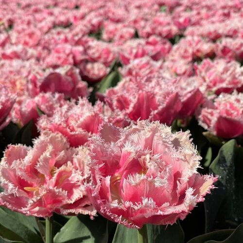 Fam. Flower Farm Fam. Flower Farm - Bloembol - Mix Passion