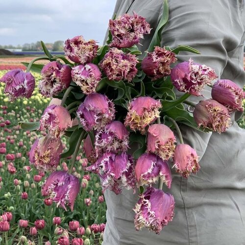 Fam. Flower Farm Fam. Flower Farm - Bloembol - Mix Passion