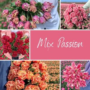 Fam. Flower Farm Mix Passion