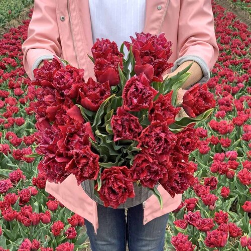 Fam. Flower Farm Fam. Flower Farm - Bloembol - Mix Dark Romance