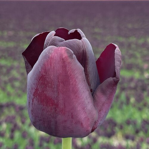 Fam. Flower Farm Fam. Flower Farm - Bloembol - Mix Dark Romance