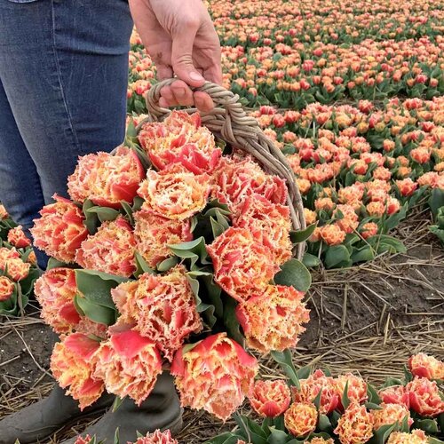 Fam. Flower Farm Fam. Flower Farm - Bloembol - Mix Dark Romance
