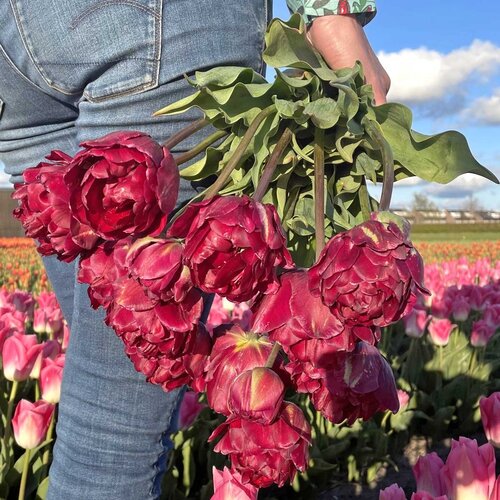 Fam. Flower Farm Fam. Flower Farm - Bloembol - Mix Dark Romance