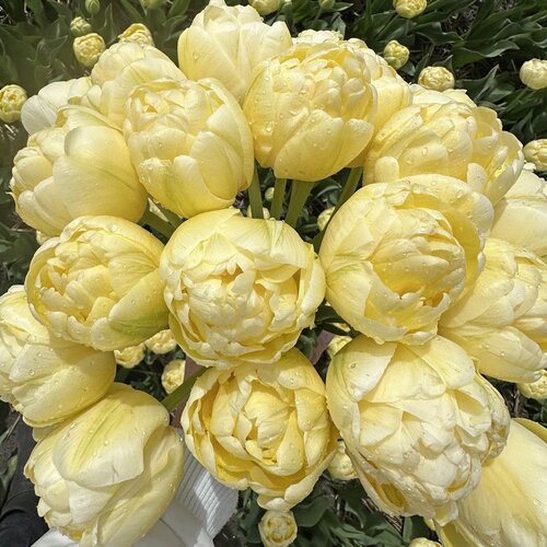 Fam. Flower Farm Fam. Flower Farm - Bloembol - Mix Happy Sunshine