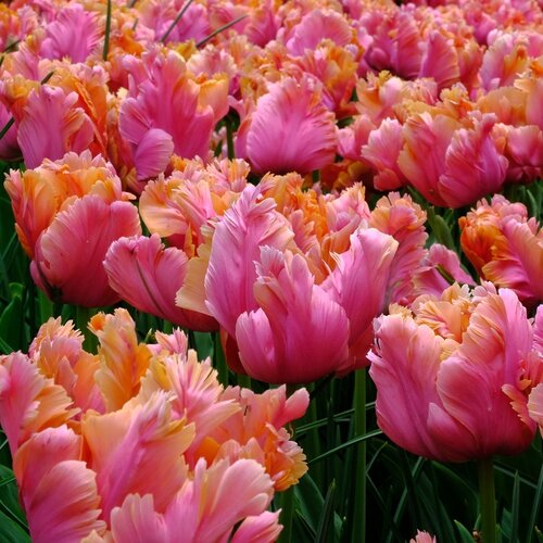 Fam. Flower Farm Fam. Flower Farm - Bloembol - Mix Happy Sunshine