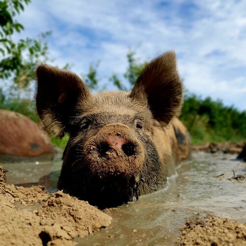 Scharrel Varkensvlees