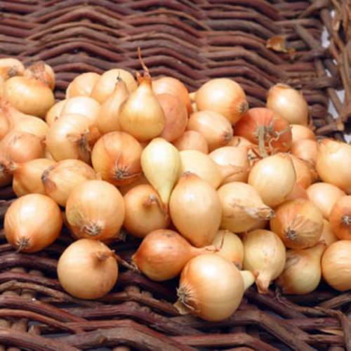 De Landwinkel Stuttgarter Riesen - Biologisch - Plantuien