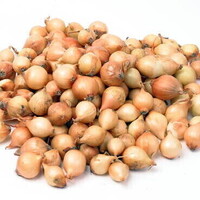 Stuttgarter Riesen - Biologisch - Plantuien