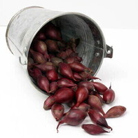 Red Baron - Plantuien