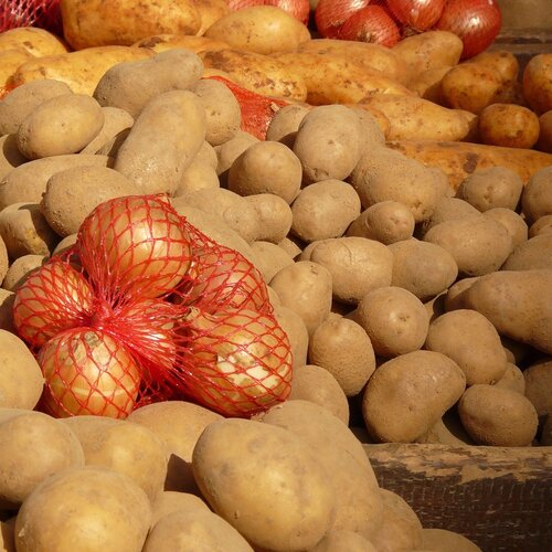 Pootaardappelen, Plantuien & -Sjalotten