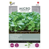 Citroenbasilicum - Microgreens