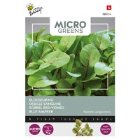 Bloedzuring - Microgreens