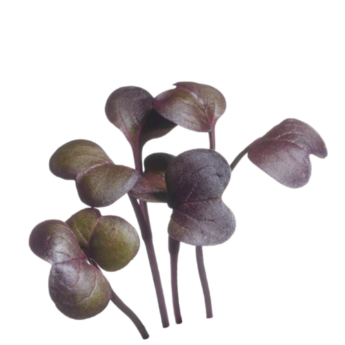 Buzzy Organic Radijs Rood - Microgreens