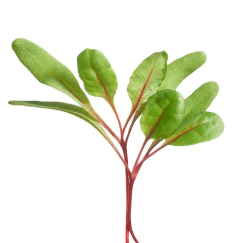 Buzzy Organic Snijbiet Gemengd - Microgreens