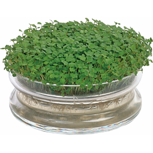 Buzzy Organic Glazen Bowl - Organic Sprouting