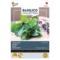 Canella - Basilicum
