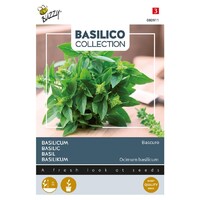 Bascuro - Basilicum