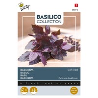Violetto - Basilicum