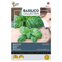 Napolitano - Basilicum