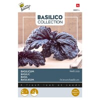 Red Lettuce / Leaved - Basilicum
