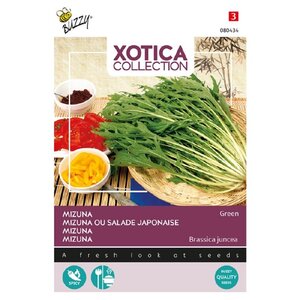 Buzzy Organic Mizuna of Xiu Cai - Xotica - Exotische Groenten