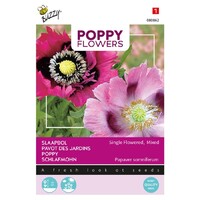 Papaver Slaapbol - Poppy Flowers