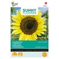 Lemon Queen - Sunny Flowers