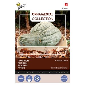 Buzzy Organic Large Hubbard Blue - Ornamental - Pompoenen & Kalebassen