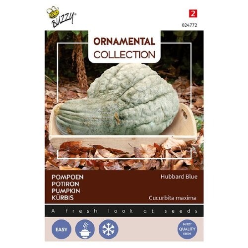 Buzzy Organic Large Hubbard Blue - Ornamental