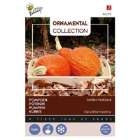 Golden Hubbard - Ornamental