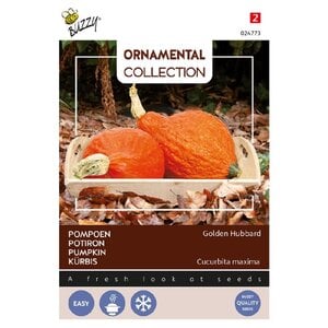 Buzzy Organic Golden Hubbard - Ornamental