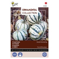 Sweet Dumpling - Ornamental