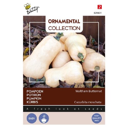 Buzzy Organic Waltham Butternut Flespompoen - Ornamental