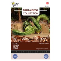 Speckled Swan - Ornamental