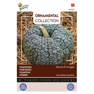 Buzzy Organic Marina di Chioggia - Ornamental - Pompoenen & Kalebassen