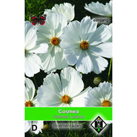 Cosmea