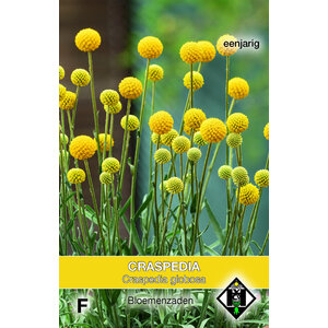 Van Hemert & Co Zaden Craspedia