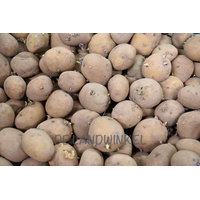 Frieslander - Pootaardappel