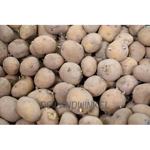De Landwinkel Frieslander - Pootaardappel