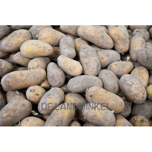 De Landwinkel Annabelle - Pootaardappel
