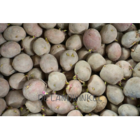 Désiree - Pootaardappel