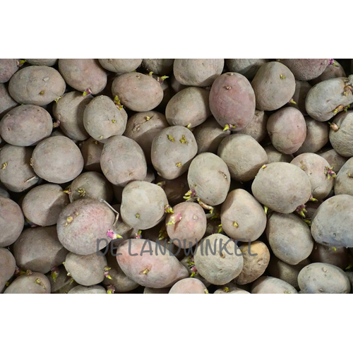 De Landwinkel Désiree - Pootaardappel