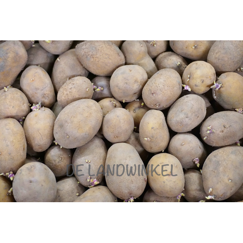 De Landwinkel Nicola - Pootaardappel