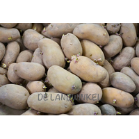 Charlotte - Pootaardappel