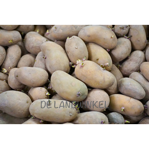 De Landwinkel Charlotte - Pootaardappel De Landwinkel Charlotte - Pootaardappel