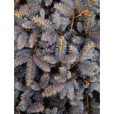 Kersthanger rood (5st) Delight Department