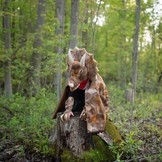 Cape Grandasaurus Triceratops met klauwen