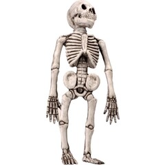 Skelet latex ca. 50cm