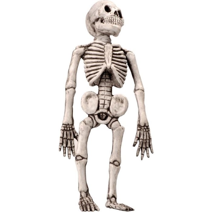 Skelet latex ca. 50cm